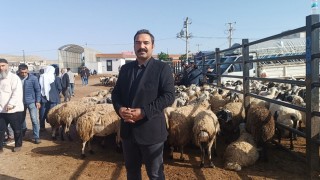 Şanlıurfada komisyoncularla besicilerin rekabeti başladı