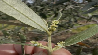 Şarköyde zeytin üreticilerine kritik uyarı