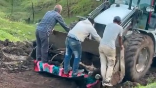 Siirtte kaybolan büyükbaş hayvan çamura saplanmış halde bulundu