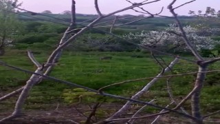 Sinopta yavru karaca görüntülendi