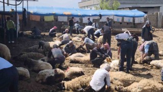 Şırnakta göçerler yüzlerce koyunu imece usulü kırkıyor