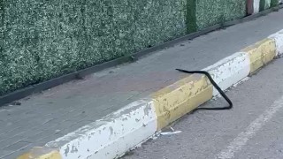 Şırnakta yılan paniği