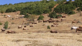 Sivasta büyükbaş hayvan sayısı azaldı