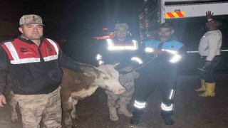 Siverekte çalınan büyükbaş hayvan jandarma tarafından bulundu