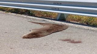 Siverekte yol kenarında ölü su samuru bulundu