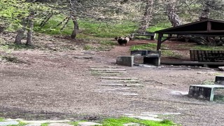 Soğuksu Milli Parkında ayı ailesi görüntülendi
