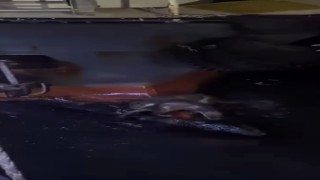 Su samurlarının balık keyfi kamerada
