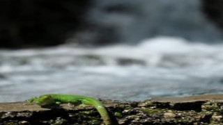 Sürgü Takasta yeşil kertenkele ilgi çekti