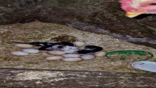 Tavuk ile kedi arasında Annelik krizi kamerada