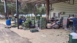 Taze bağ yaprağı aile ekonomisine can suyu oldu