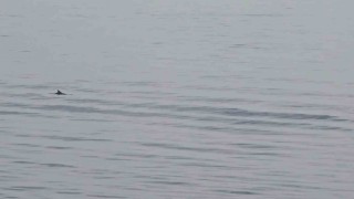 Tekirdağ açıklarında yunuslardan görsel şölen