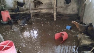 Tercanda kümesi su bastı, civcivler telef oldu