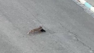 Tilki ile vatandaş arasında şaşırtan diyalog