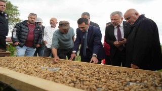 Topraktaki altın salebin hasadı başladı: Kilosu 12 bin TL