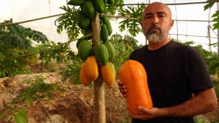Tropikal papaya meyvesinde hasat heyecanı: Kilosu 90 TLye kadar çıkıyor