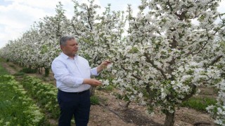Tüccarların depo oyunu: Elmalar depolandı, ucuza satılmak istenmiyor