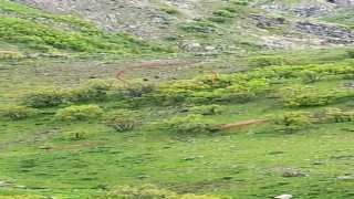 Tuncelide ayı sürüsü görüntülendi
