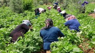 Turfanda sarıkız hasadı başladı: Kilosu 100 TLden alıcı buldu