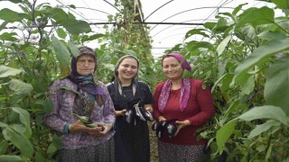 Üç kuşak kadın serada: Nineden toruna hem üretime hem aile ekonomisine katkı sağlıyorlar