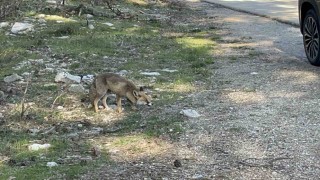 Uludağ dönüşü sürpriz misafir: Aç tilkiye peynirli kraker ikramı