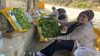 Üzümden önce yaprağı kazandırıyor