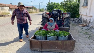 Üzümden önce yaprak kazandırdı