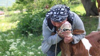Üzümlüde yabancı gelin hayvancılığa renk kattı