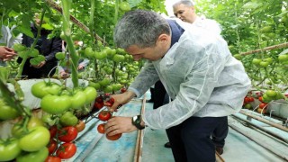 Vali Aktaş domates hasadı yaptı