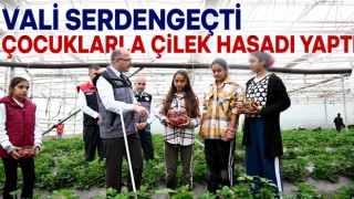 Vali Serdengeçti Çocuklarla Çilek Hasadı Yaptı
