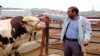 Van canlı hayvan pazarında Kurban Bayramı hareketliliği başladı