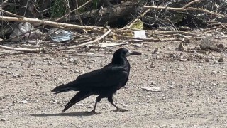 Vanda yaralanan kargayı arkadaşları yalnız bırakmadı
