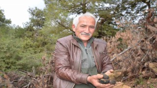 Yanan ormanlık alanda doğanın cömertliği köylüleri sevindirdi: Fiyatı gram altında yarışıyor