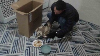Yaralı kızıl şahini hayvanlara yem olması diye evine götürüp ekiplere teslim etti