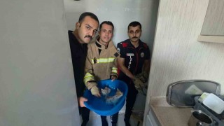 Yavru kediler duvarın kırılmasıyla kurtarıldılar