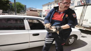 Yavru kediyi kurtarmak için iki operasyon