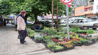 Yayla sezonu öncesi ata tohumu fidelerine yoğun talep