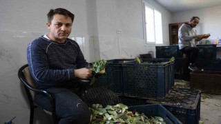 Yeşil elmas enginarın görünmeyen mesaisi yüz güldürüyor