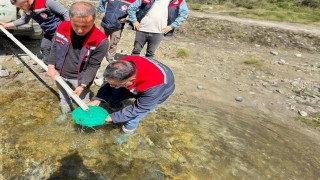 Yığılcada derelere 50 bin kırmızı benekli alabalık yavrusu bırakıldı