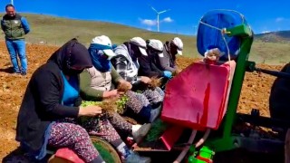 Yıllardır atıl durumda olan tarım arazilerine ‘kekik ekimine başlandı