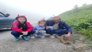 Yol kenarında yaralı halde bulunan yavru karaca, koruma altına alındı