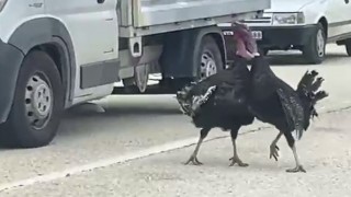 Yol ortasındaki hindi kavgası trafiği durdurdu