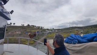 Yozgatta ‘Kaptan Tavuk görenleri gülümsetti