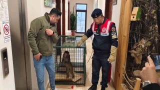 Yozgatta yakalanan Hint şebeği maymunu Ankarada koruma altına alındı