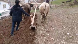 Zamana direnen gelenek: Bahçesarayda traktörün giremediği dik yamaçlarda karasaban mesaisi