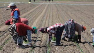 14 salça fabrikasına sahip Karacabeyde domates sezonu başlıyor
