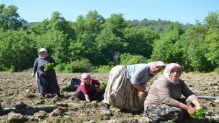 162 yıldır aynı Ata Tohumu ile ekiyorlar