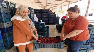 25 yıl önce dikilen kiraz fidanları Selendiyi Avrupaya taşıdı
