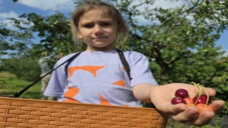 440 ağaçlık kiraz bahçesi ziyaretçilerini geçmişe götürüyor