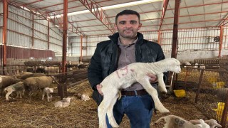 57 yıllık tecrübeden koyunculuğa başlayacaklara önemli öneriler