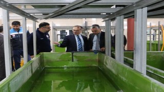 Abant Gölüne 100 bin endemik Abant alası bırakıldı